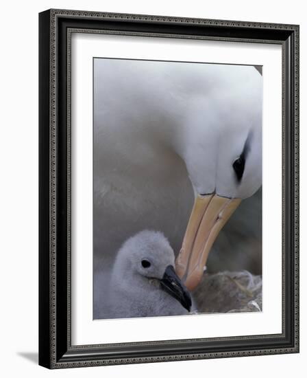 Black-Browed Albatross Preening Chick in Nest, Falkland Islands-Theo Allofs-Framed Photographic Print