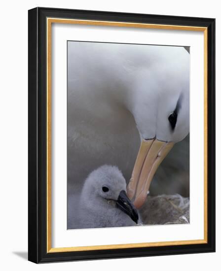 Black-Browed Albatross Preening Chick in Nest, Falkland Islands-Theo Allofs-Framed Photographic Print