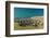 Black-browed albatross (Thalassarche melanophris) breeding colony on Saunders Island, Falkland Isla-Michael Nolan-Framed Photographic Print