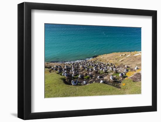 Black-browed albatross (Thalassarche melanophris) breeding colony on Saunders Island, Falkland Isla-Michael Nolan-Framed Photographic Print