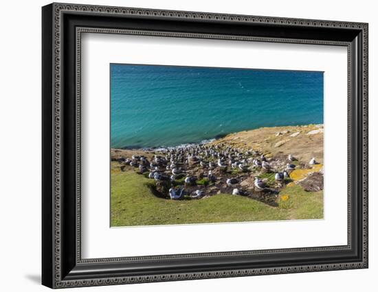 Black-browed albatross (Thalassarche melanophris) breeding colony on Saunders Island, Falkland Isla-Michael Nolan-Framed Photographic Print