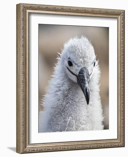 Black-browed albatross (Thalassarche melanophris), chick at breeding colony on Saunders Island-Michael Nolan-Framed Photographic Print