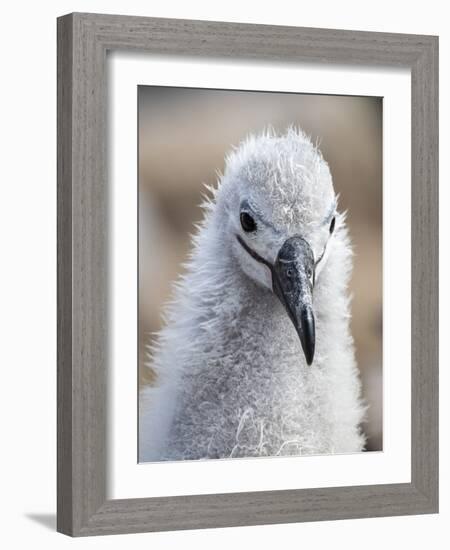 Black-browed albatross (Thalassarche melanophris), chick at breeding colony on Saunders Island-Michael Nolan-Framed Photographic Print