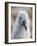 Black-browed albatross (Thalassarche melanophris), chick at breeding colony on Saunders Island-Michael Nolan-Framed Photographic Print