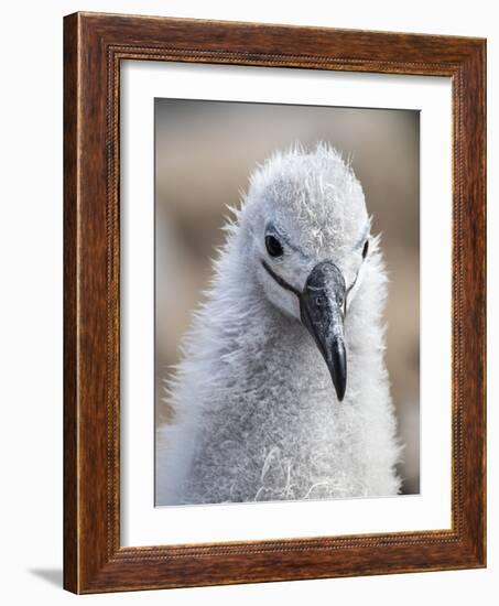 Black-browed albatross (Thalassarche melanophris), chick at breeding colony on Saunders Island-Michael Nolan-Framed Photographic Print