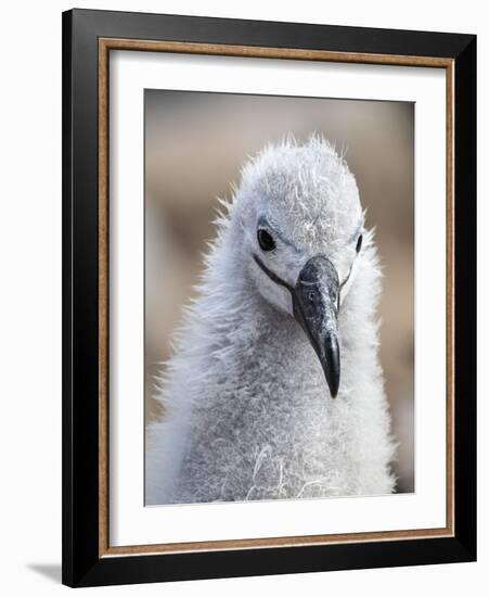 Black-browed albatross (Thalassarche melanophris), chick at breeding colony on Saunders Island-Michael Nolan-Framed Photographic Print