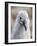 Black-browed albatross (Thalassarche melanophris), chick at breeding colony on Saunders Island-Michael Nolan-Framed Photographic Print