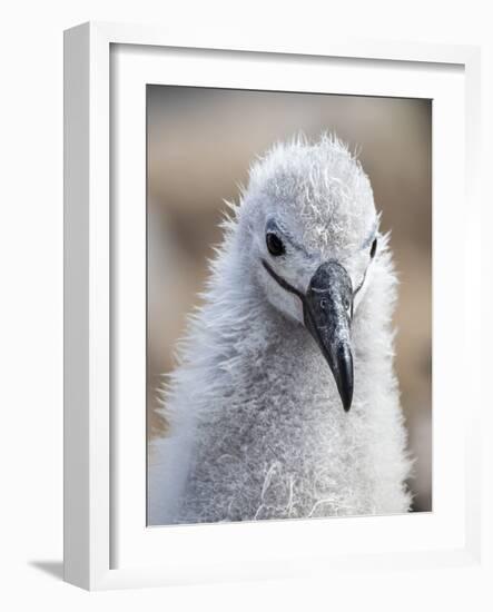 Black-browed albatross (Thalassarche melanophris), chick at breeding colony on Saunders Island-Michael Nolan-Framed Photographic Print