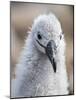 Black-browed albatross (Thalassarche melanophris), chick at breeding colony on Saunders Island-Michael Nolan-Mounted Photographic Print