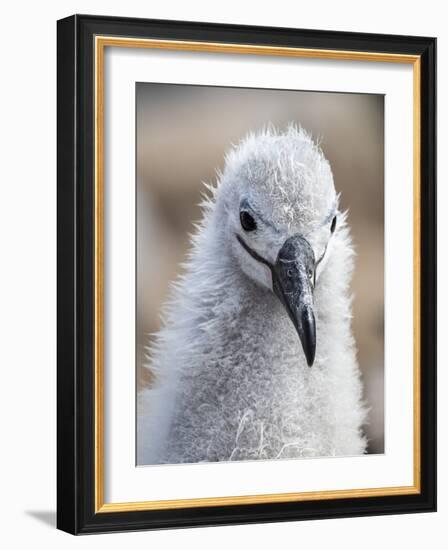 Black-browed albatross (Thalassarche melanophris), chick at breeding colony on Saunders Island-Michael Nolan-Framed Photographic Print