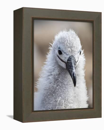 Black-browed albatross (Thalassarche melanophris), chick at breeding colony on Saunders Island-Michael Nolan-Framed Premier Image Canvas