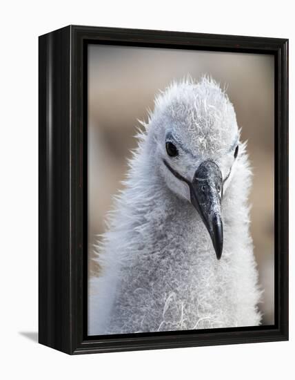 Black-browed albatross (Thalassarche melanophris), chick at breeding colony on Saunders Island-Michael Nolan-Framed Premier Image Canvas