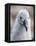 Black-browed albatross (Thalassarche melanophris), chick at breeding colony on Saunders Island-Michael Nolan-Framed Premier Image Canvas