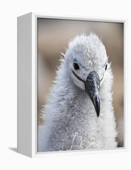 Black-browed albatross (Thalassarche melanophris), chick at breeding colony on Saunders Island-Michael Nolan-Framed Premier Image Canvas