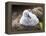 Black-browed albatross (Thalassarche melanophris), chick at breeding colony on Saunders Island-Michael Nolan-Framed Premier Image Canvas