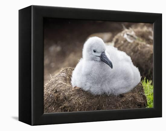 Black-browed albatross (Thalassarche melanophris), chick at breeding colony on Saunders Island-Michael Nolan-Framed Premier Image Canvas