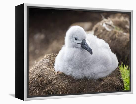 Black-browed albatross (Thalassarche melanophris), chick at breeding colony on Saunders Island-Michael Nolan-Framed Premier Image Canvas