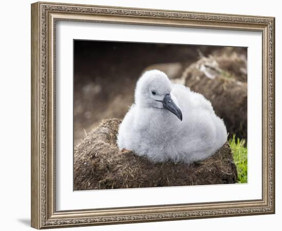 Black-browed albatross (Thalassarche melanophris), chick at breeding colony on Saunders Island-Michael Nolan-Framed Photographic Print