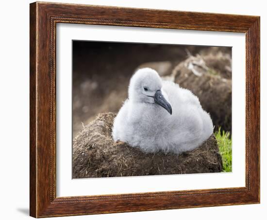 Black-browed albatross (Thalassarche melanophris), chick at breeding colony on Saunders Island-Michael Nolan-Framed Photographic Print