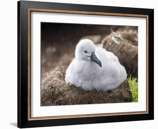 Black-browed albatross (Thalassarche melanophris), chick at breeding colony on Saunders Island-Michael Nolan-Framed Photographic Print