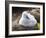 Black-browed albatross (Thalassarche melanophris), chick at breeding colony on Saunders Island-Michael Nolan-Framed Photographic Print