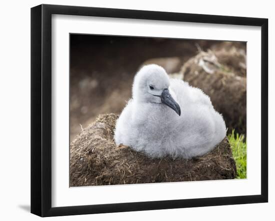 Black-browed albatross (Thalassarche melanophris), chick at breeding colony on Saunders Island-Michael Nolan-Framed Photographic Print