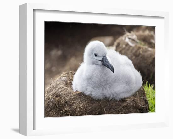 Black-browed albatross (Thalassarche melanophris), chick at breeding colony on Saunders Island-Michael Nolan-Framed Photographic Print