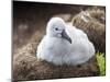 Black-browed albatross (Thalassarche melanophris), chick at breeding colony on Saunders Island-Michael Nolan-Mounted Photographic Print