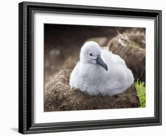 Black-browed albatross (Thalassarche melanophris), chick at breeding colony on Saunders Island-Michael Nolan-Framed Photographic Print