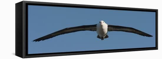 Black-Browed Albatross (Thalassarche Melanophris), Falkland Islands-null-Framed Premier Image Canvas