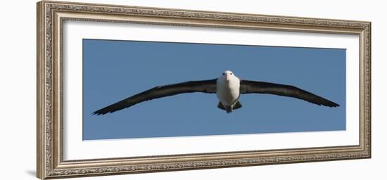 Black-Browed Albatross (Thalassarche Melanophris), Falkland Islands-null-Framed Photographic Print