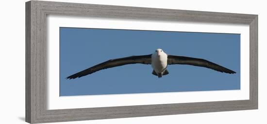 Black-Browed Albatross (Thalassarche Melanophris), Falkland Islands-null-Framed Photographic Print