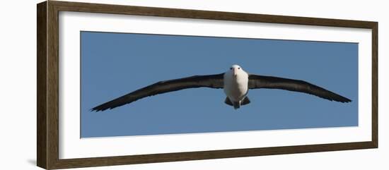 Black-Browed Albatross (Thalassarche Melanophris), Falkland Islands-null-Framed Photographic Print