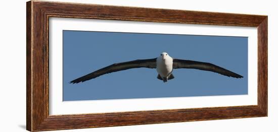 Black-Browed Albatross (Thalassarche Melanophris), Falkland Islands-null-Framed Photographic Print