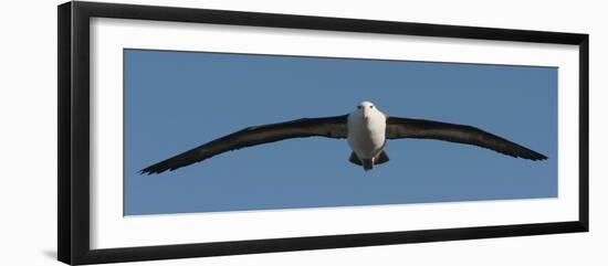 Black-Browed Albatross (Thalassarche Melanophris), Falkland Islands-null-Framed Photographic Print