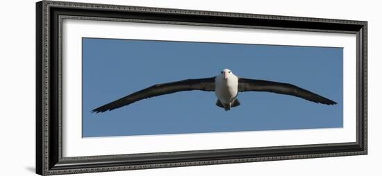 Black-Browed Albatross (Thalassarche Melanophris), Falkland Islands-null-Framed Photographic Print