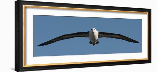 Black-Browed Albatross (Thalassarche Melanophris), Falkland Islands-null-Framed Photographic Print