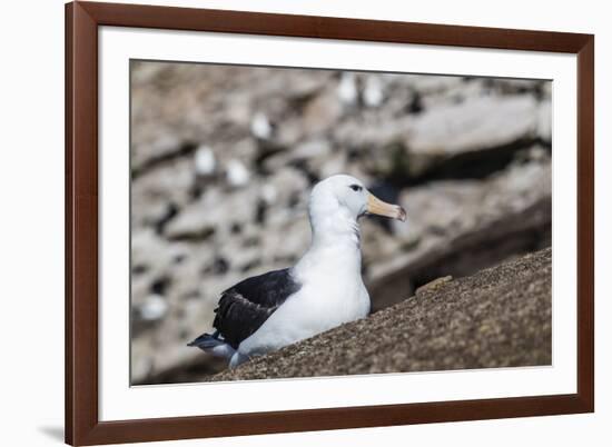 Black-browed albatross (Thalassarche melanophris) in breeding colony on Saunders Island, Falkland I-Michael Nolan-Framed Photographic Print