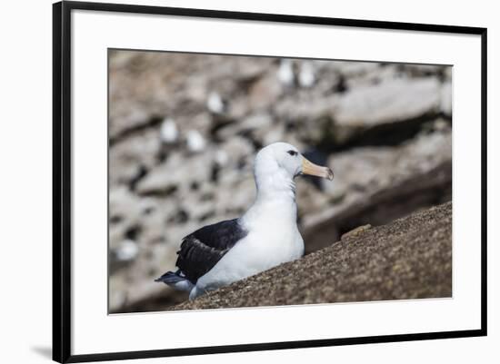 Black-browed albatross (Thalassarche melanophris) in breeding colony on Saunders Island, Falkland I-Michael Nolan-Framed Photographic Print