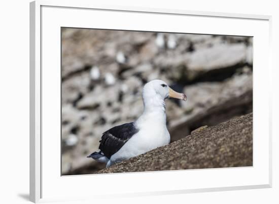 Black-browed albatross (Thalassarche melanophris) in breeding colony on Saunders Island, Falkland I-Michael Nolan-Framed Photographic Print