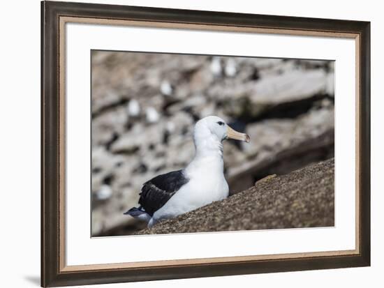 Black-browed albatross (Thalassarche melanophris) in breeding colony on Saunders Island, Falkland I-Michael Nolan-Framed Photographic Print