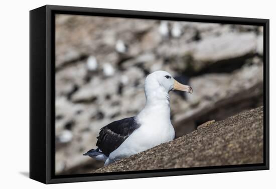 Black-browed albatross (Thalassarche melanophris) in breeding colony on Saunders Island, Falkland I-Michael Nolan-Framed Premier Image Canvas