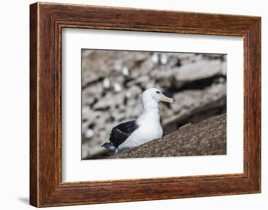 Black-browed albatross (Thalassarche melanophris) in breeding colony on Saunders Island, Falkland I-Michael Nolan-Framed Photographic Print