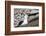 Black-browed albatross (Thalassarche melanophris) in breeding colony on Saunders Island, Falkland I-Michael Nolan-Framed Photographic Print