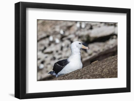 Black-browed albatross (Thalassarche melanophris) in breeding colony on Saunders Island, Falkland I-Michael Nolan-Framed Photographic Print