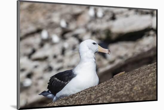 Black-browed albatross (Thalassarche melanophris) in breeding colony on Saunders Island, Falkland I-Michael Nolan-Mounted Photographic Print