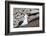 Black-browed albatross (Thalassarche melanophris) in breeding colony on Saunders Island, Falkland I-Michael Nolan-Framed Photographic Print