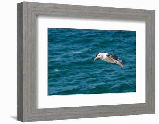 Black-browed albatross (Thalassarche melanophris), Saunders Island, Falklands, South America-Michael Runkel-Framed Photographic Print