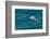 Black-browed albatross (Thalassarche melanophris), Saunders Island, Falklands, South America-Michael Runkel-Framed Photographic Print