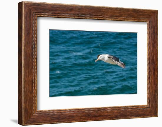 Black-browed albatross (Thalassarche melanophris), Saunders Island, Falklands, South America-Michael Runkel-Framed Photographic Print